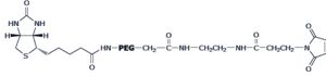 BIOTIN-PEG5000-MAL