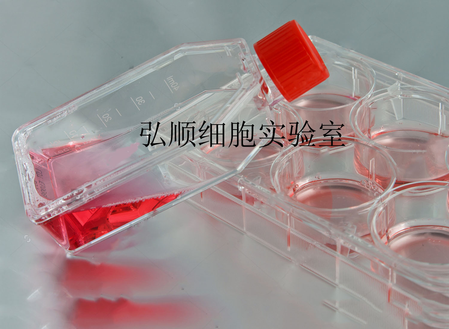 HMEC-1细胞：人微血管内皮细胞