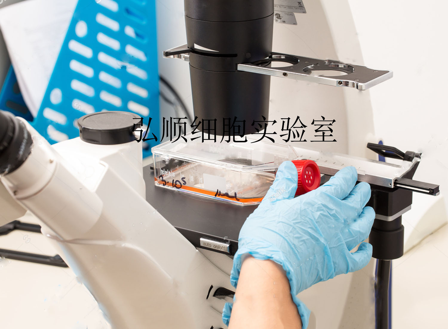 SW837细胞：人结直肠腺癌细胞