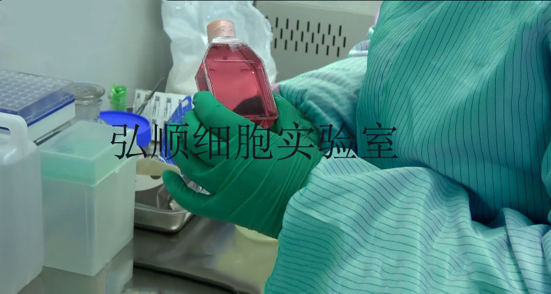 MES-SA/Dx5|人子宫肉瘤细胞
