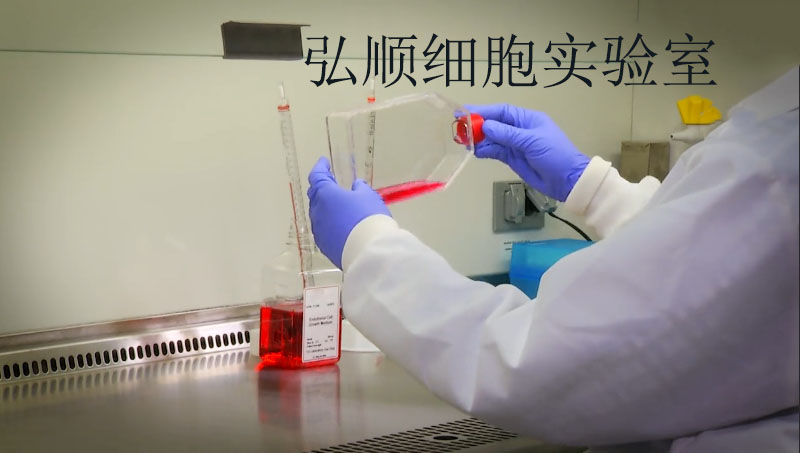 P31/FUJ|人急性单核白血病细胞
