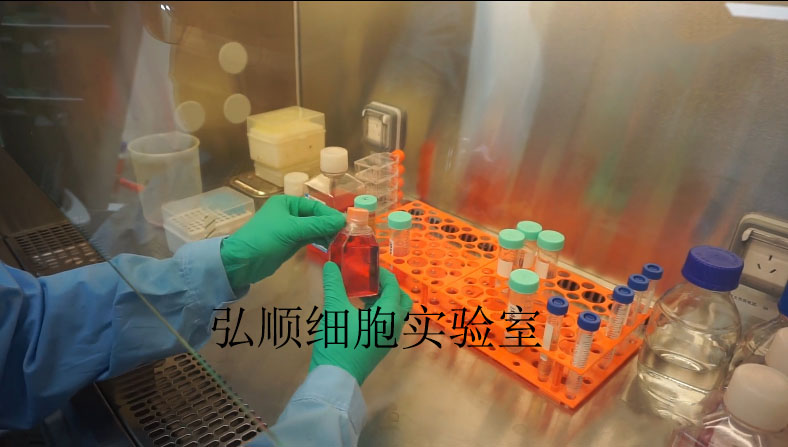 TC-1|小鼠肺上皮细胞