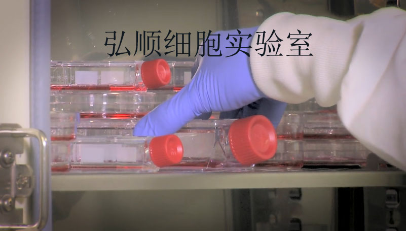 HRGEC|人肾小球内皮细胞