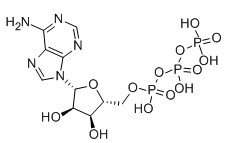 5'-三磷酸腺苷