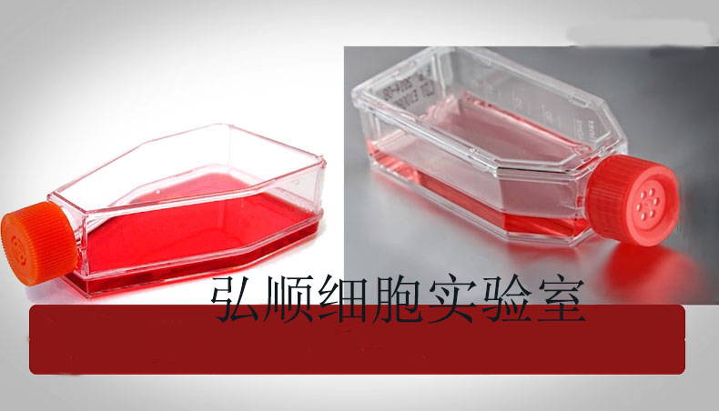 NCI-H2107[人小细胞肺癌细胞]