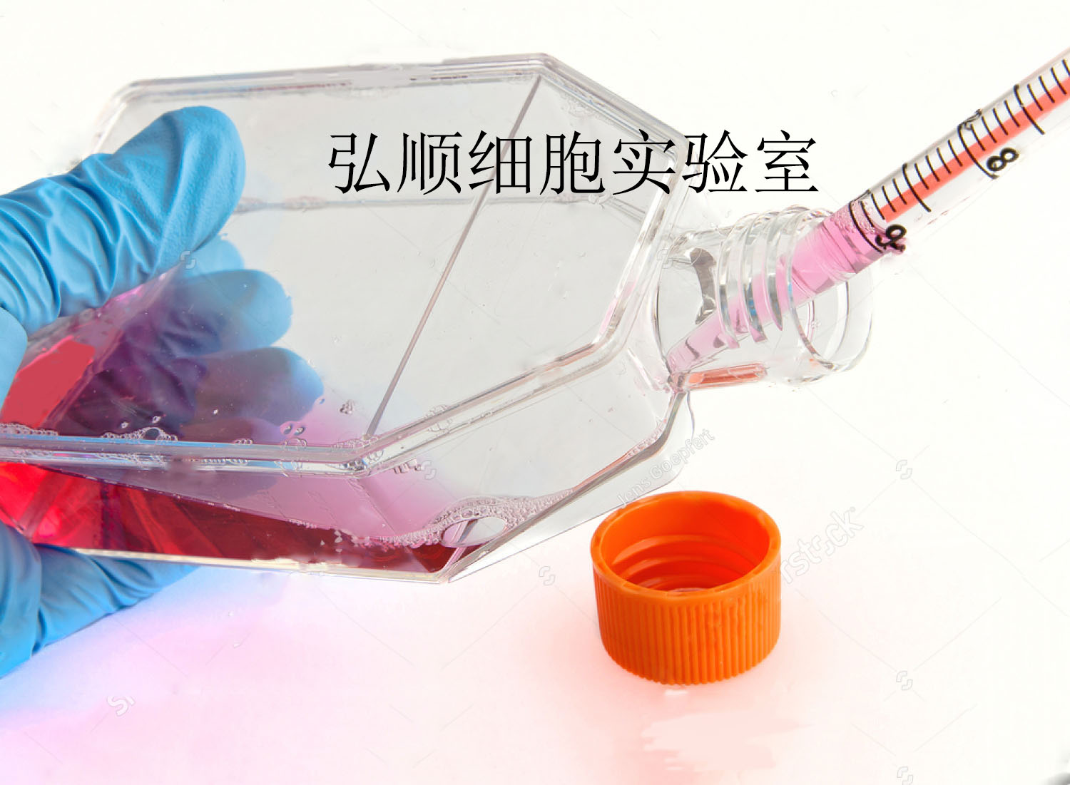 NCI-H2023 Cell；人非小细胞肺癌细胞