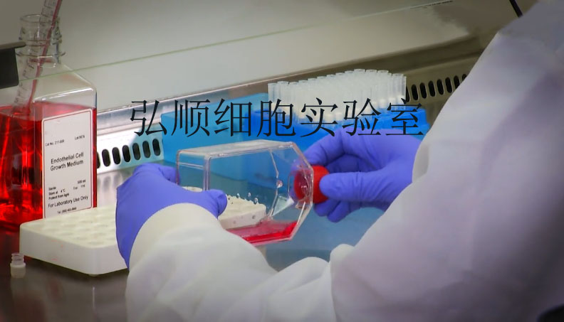 SW-900 Cell；人肺癌细胞