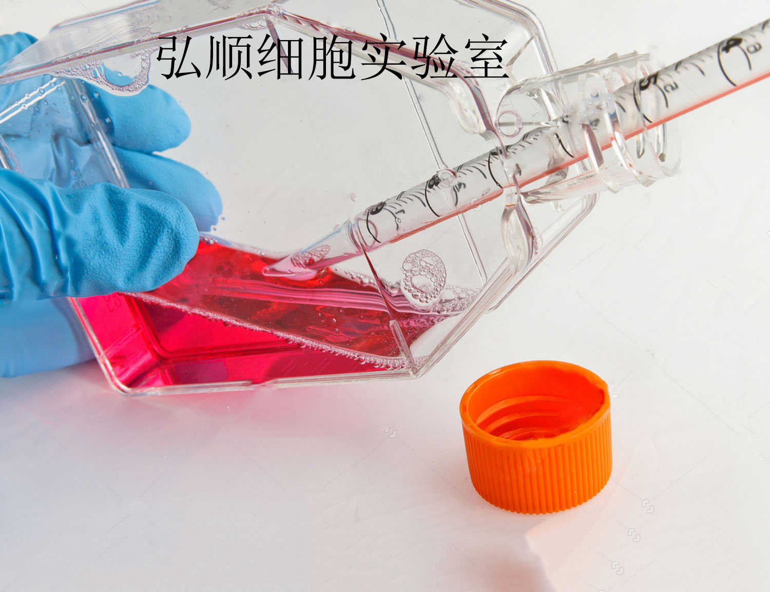 KCL-22 Cell；人慢性粒细胞白血病细胞