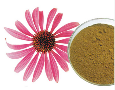 紫锥菊提取物