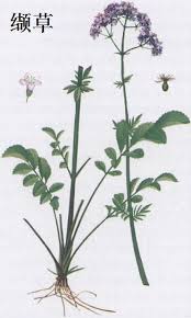 缬草提取物