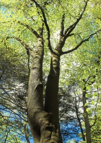玻色因，璞瑞因,羟丙基四氢吡喃三醇