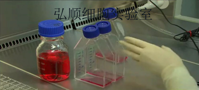 MEG-01 Cell<人成巨核细胞白血病细胞系>