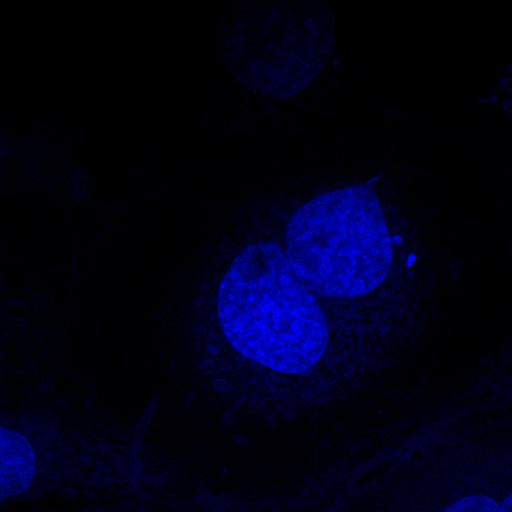 链霉亲和素修饰彩色微球