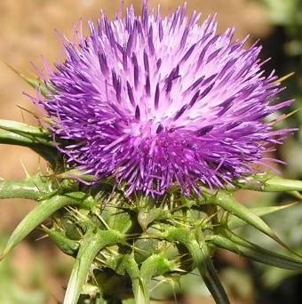 水飞蓟提取物单宾