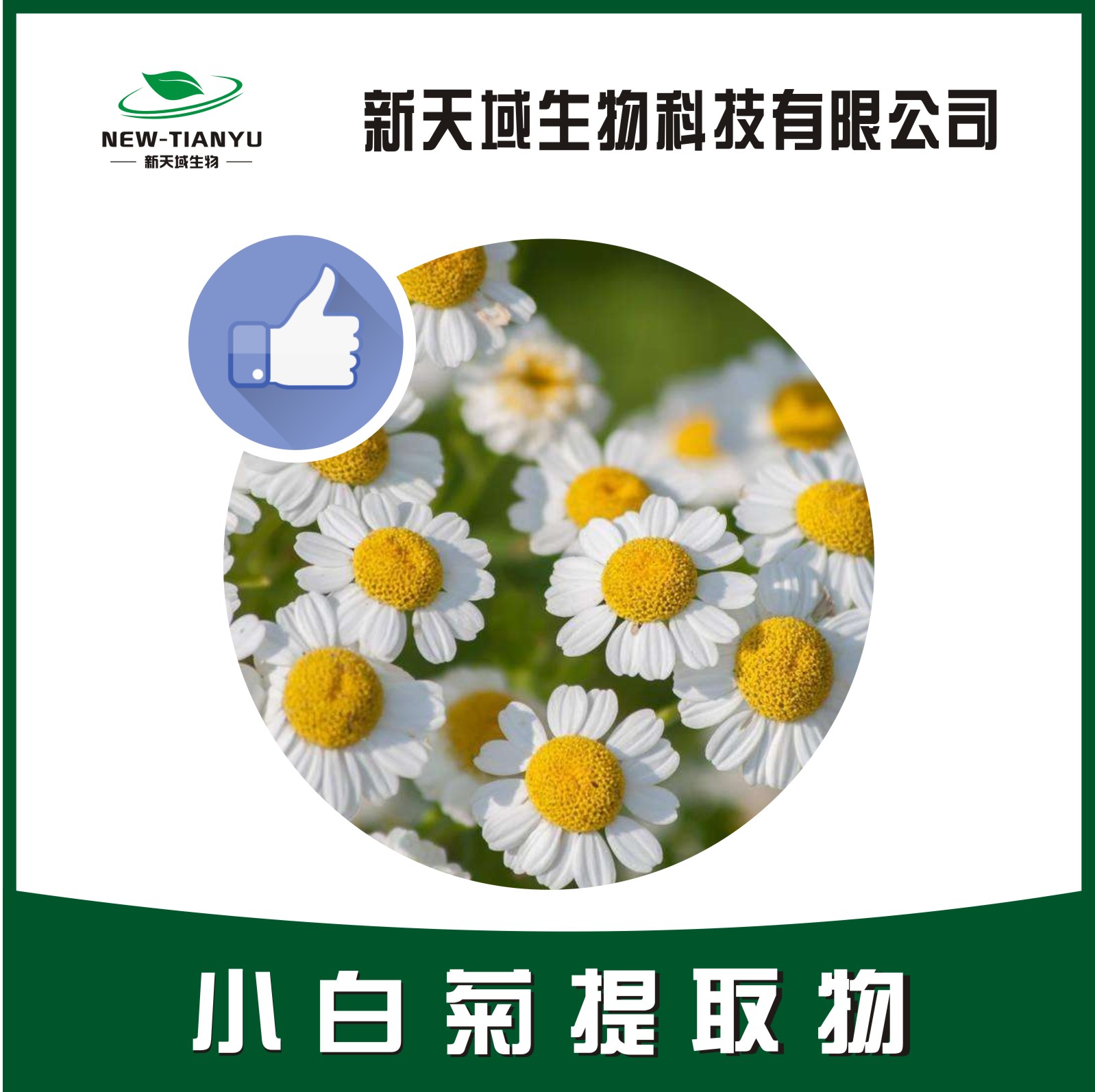 小白菊提取物  小白菊内酯