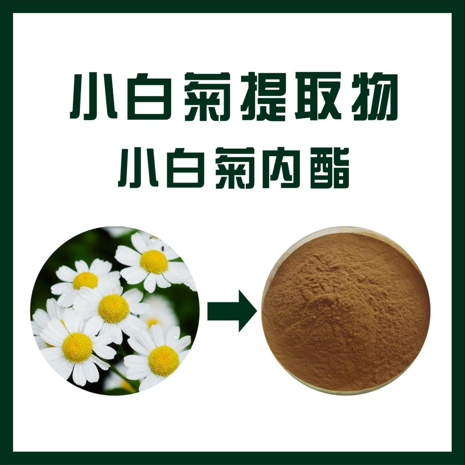小白菊提取物  小白菊内酯