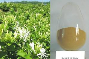 金银花提取物