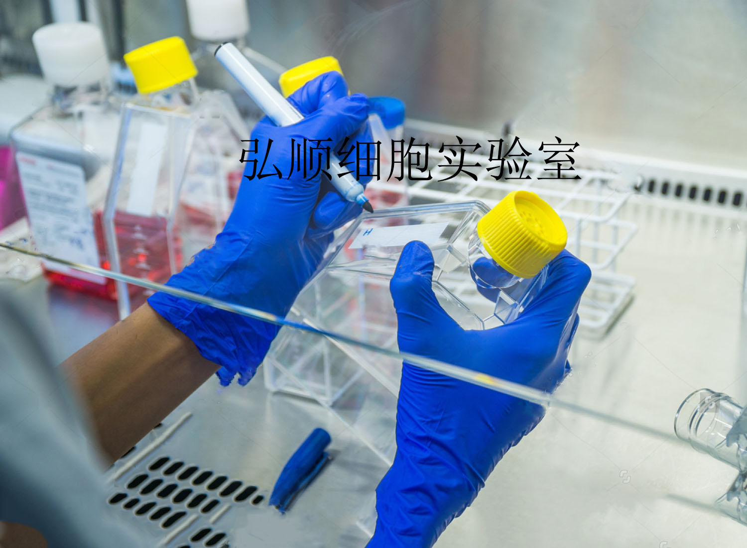 CT26WT Cell Line|小鼠结肠癌细胞