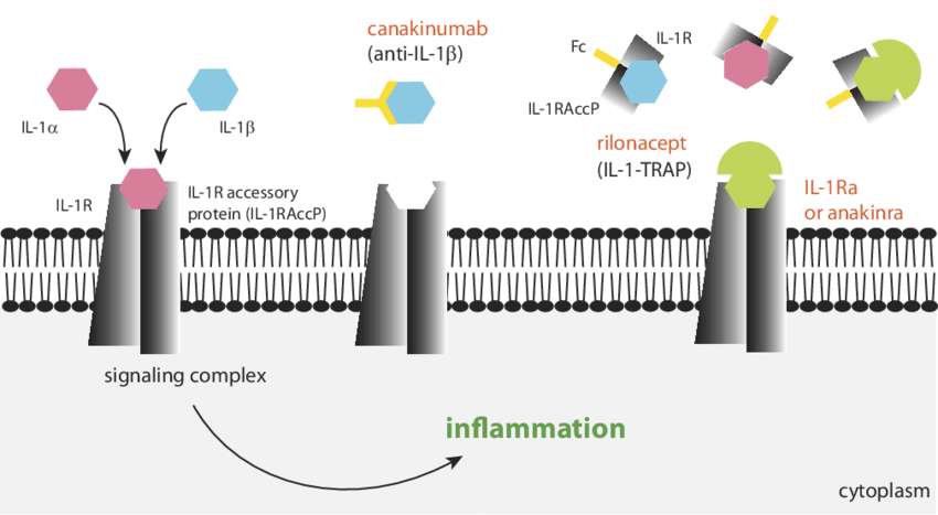 重组人白细胞介素-1受体拮抗剂，阿那白滞素，