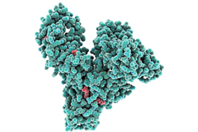 人血清白蛋白(组份五)