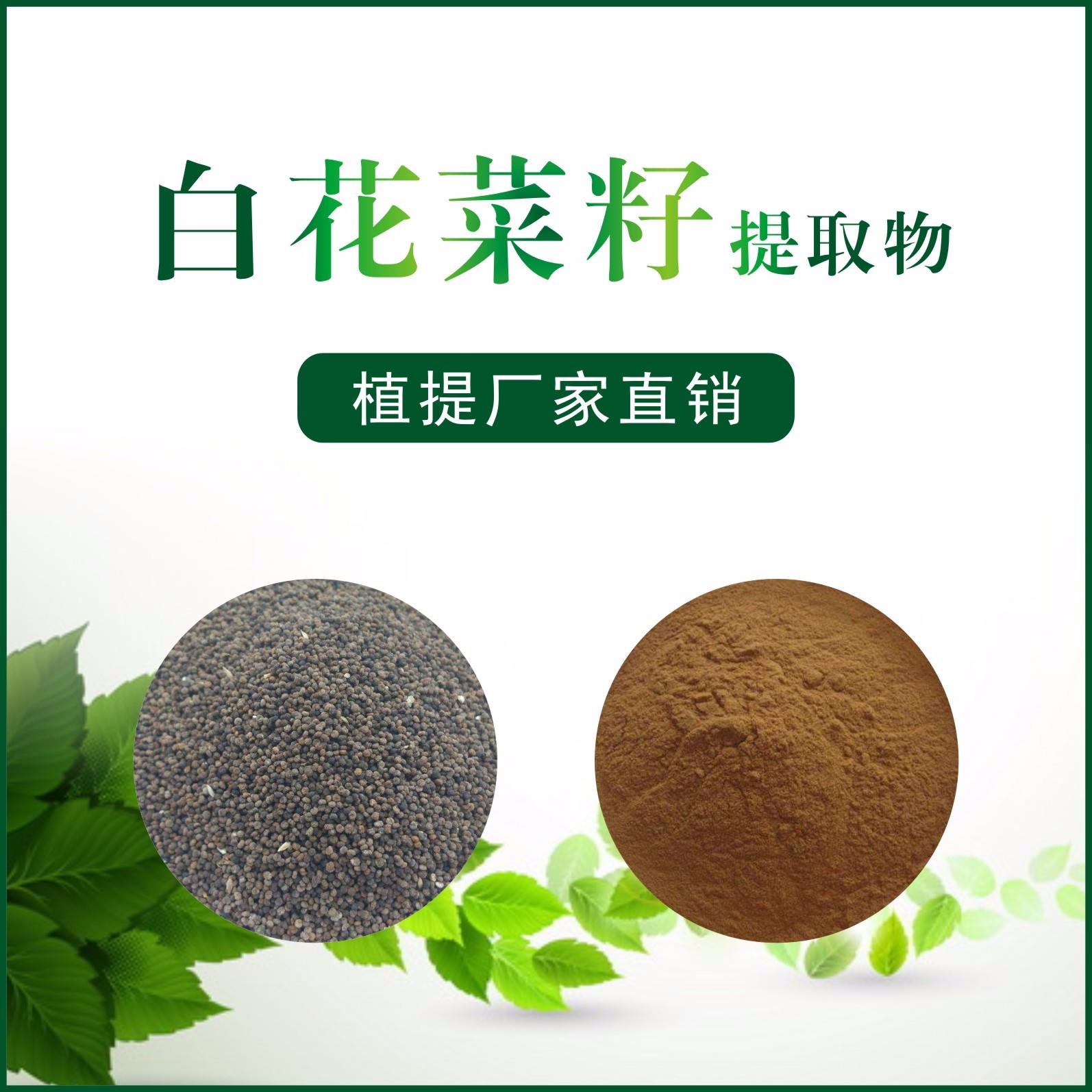 白花菜籽提取物
