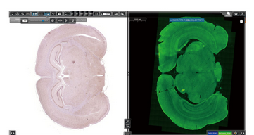 数字病理切片扫描服务