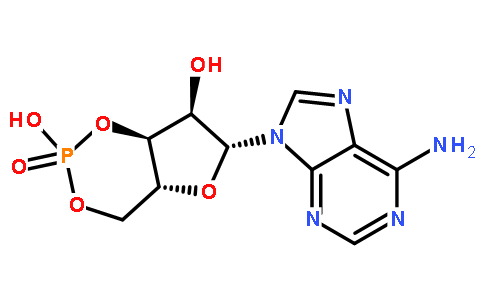 环磷酸腺苷