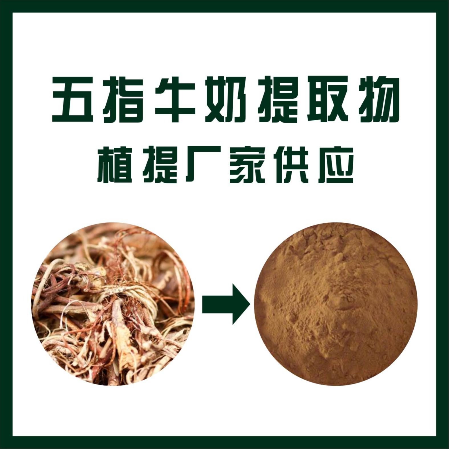 五指牛奶提取物