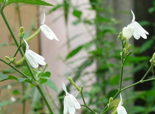 白鹤灵芝草提取物