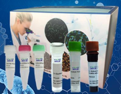 巴斯德氏杆菌属PCR试剂盒