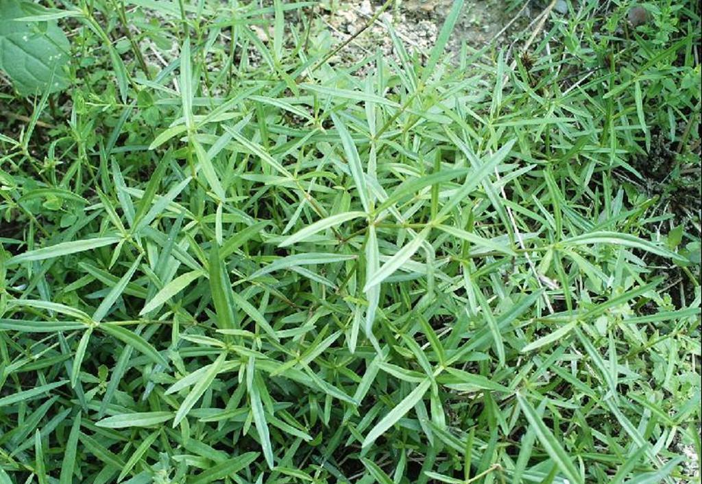 白花舌草提取物