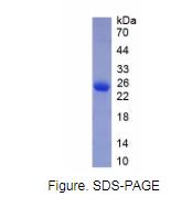 胰岛素样生长因子结合蛋白7(IGFBP7)重组蛋白