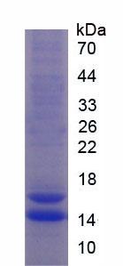 FK506结合蛋白1A(FKBP1A)重组蛋白