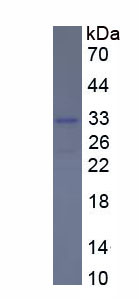 FK506结合蛋白8(FKBP8)重组蛋白