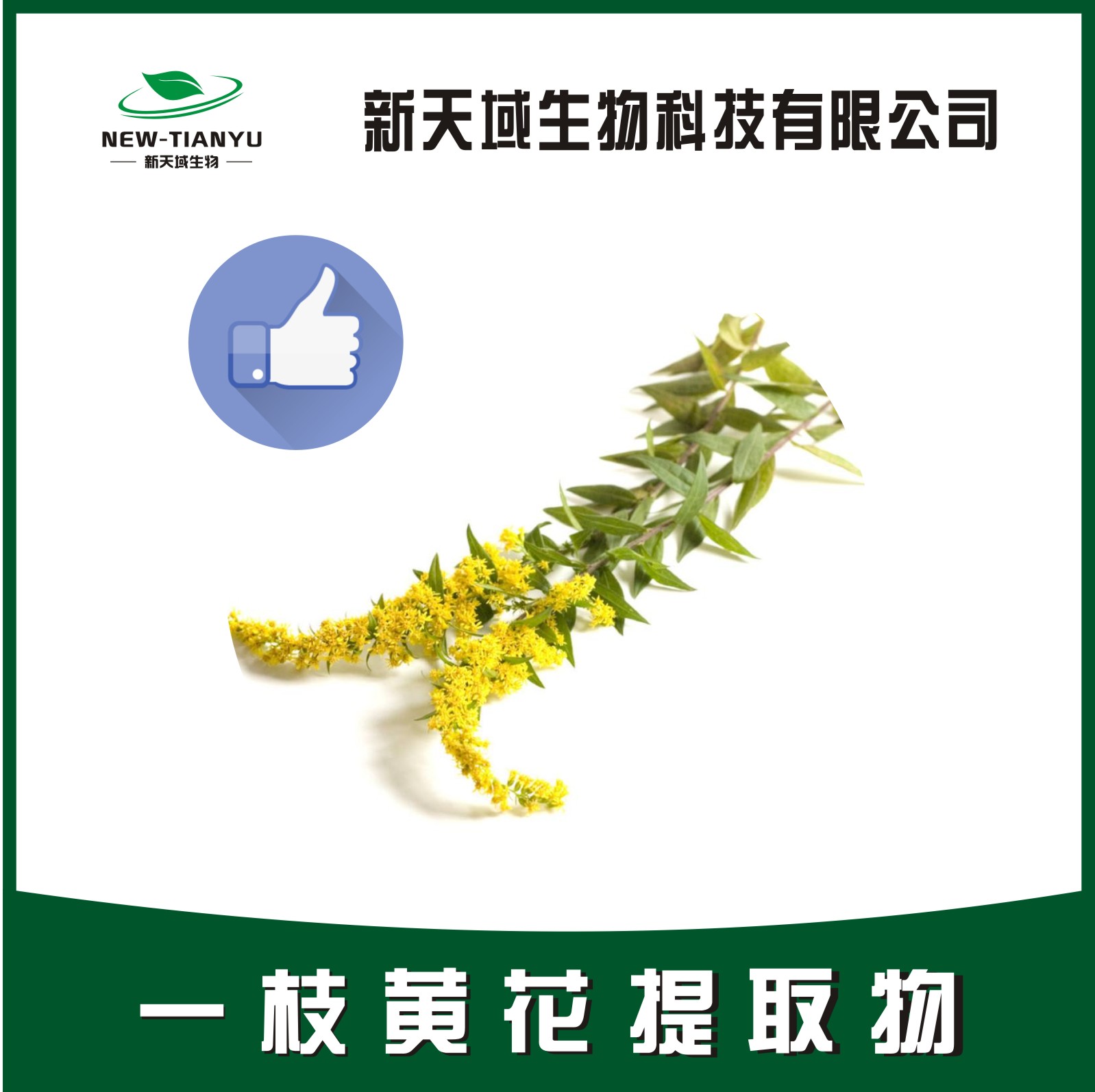 一枝黄花提取物