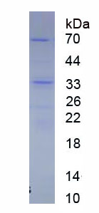 N-甲基-D-天氡氨酸离子能谷氨酸受体1(GRIN1)重组蛋白