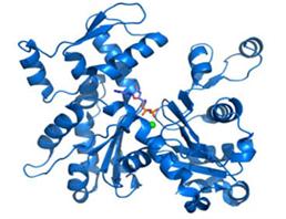 N-甲基-D-天氡氨酸离子能谷氨酸受体2C(GRIN2C)重组蛋白