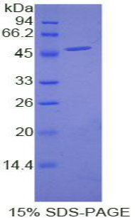 表皮调节素(EREG)重组蛋白