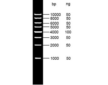 1kb DNA Ladder