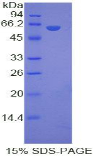 低密度脂蛋白受体相关蛋白8(LRP8)重组蛋白