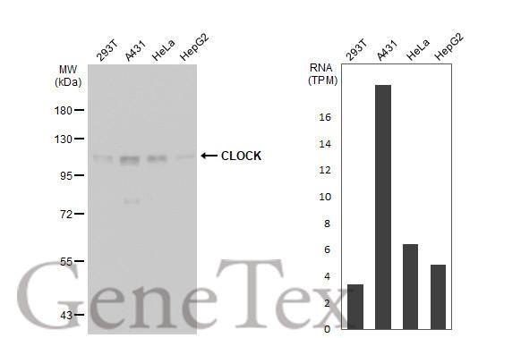 CLOCK antibody