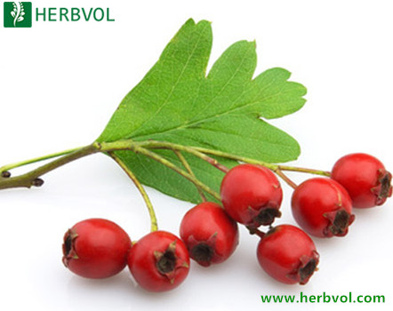 Hawthorn Leaf Extract