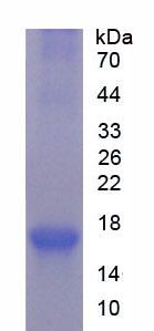 二酰甘油-O-酰基转移酶同源物2(DGAT2)重组蛋白