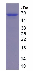 分泌粒蛋白Ⅲ(SCG3)重组蛋白