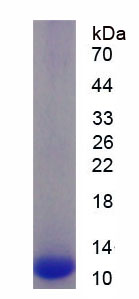 封闭蛋白18(CLDN18)重组蛋白