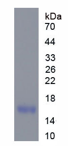 睾丸型脂肪酸结合蛋白(FABP9)重组蛋白