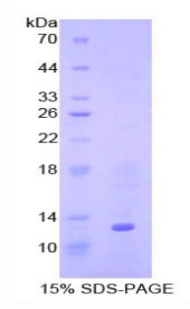 骨成型蛋白7(BMP7)重组蛋白