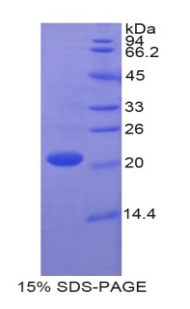 胱天蛋白酶1(CASP1)重组蛋白
