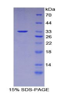 含CASP8和FADD样凋亡调节因子(CFLAR)重组蛋白