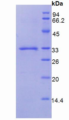 组织因子(TF)重组蛋白